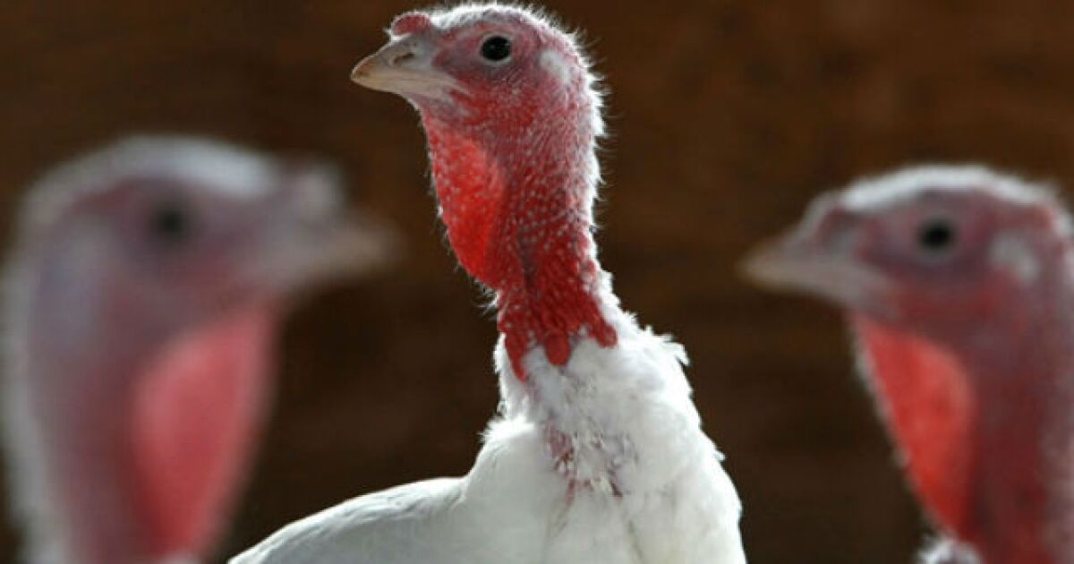 H5N1 Avian Influenza found in hobby flock in Johnson County